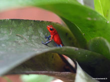 Grenouillle Blue jeans - Costa Rica